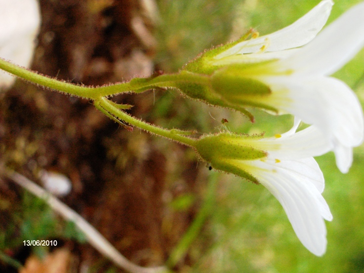 Saxifraga granulata / Sassifraga granulosa